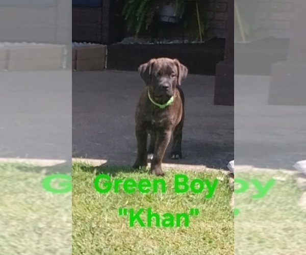 Medium Photo #5 Cane Corso Puppy For Sale in DANVILLE, IL, USA