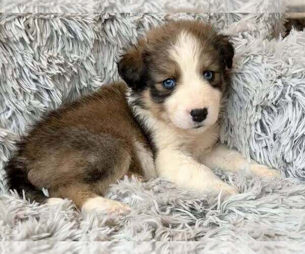 Medium Photo #3 Border Collie-Unknown Mix Puppy For Sale in New York, NY, USA