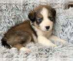 Small #2 Border Collie Mix