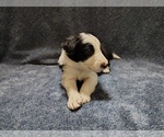 Small Photo #195 Border Collie Puppy For Sale in NORBORNE, MO, USA