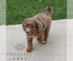 Small #1 Bernedoodle (Miniature)