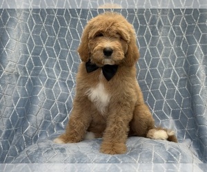 Goldendoodle Puppy for sale in LAKELAND, FL, USA