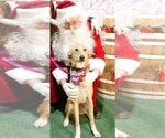 Small Photo #12 Labrador Retriever-Saluki Mix Puppy For Sale in Washington, DC, USA