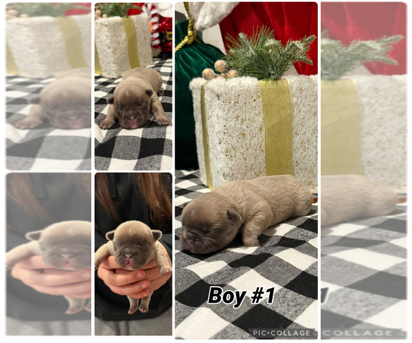 Medium Photo #2 French Bulldog Puppy For Sale in SACRAMENTO, CA, USA