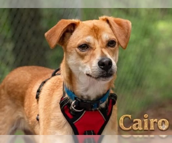 Medium Photo #5 Basenji-Unknown Mix Puppy For Sale in Ellijay, GA, USA