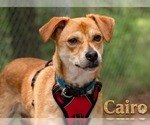 Small #4 Basenji Mix