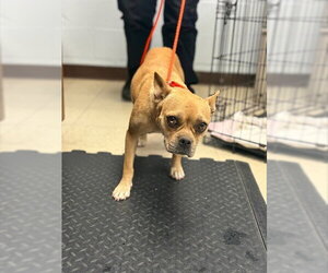Mutt Dogs for adoption in Stockton, CA, USA