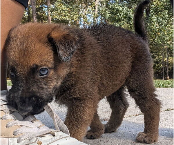Medium Photo #1 German Shepherd Dog-Unknown Mix Puppy For Sale in The Woodlands, TX, USA