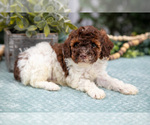 Small #1 Poodle (Miniature)