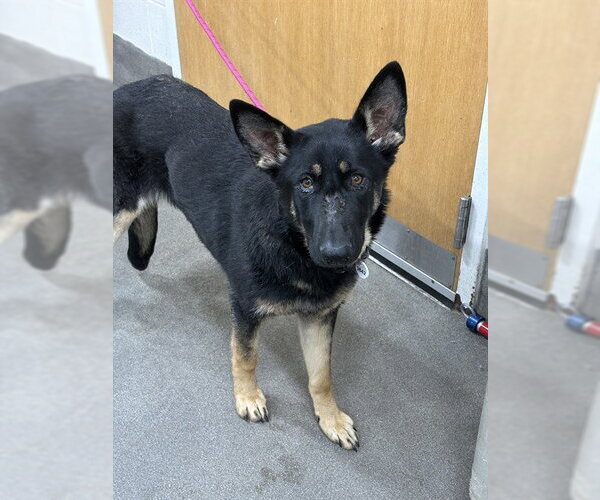 Medium Photo #1 German Shepherd Dog Puppy For Sale in Forestville, MD, USA