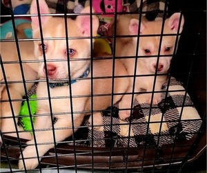 American Pit Bull Terrier-Siberian Husky Mix Puppy for sale in SCHENECTADY, NY, USA
