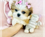 Hand delivery - Female ShihPoo Puppy for Sale - Photo #7