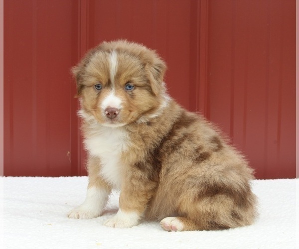 Medium Photo #1 Australian Shepherd Puppy For Sale in FREDERICKSBURG, OH, USA