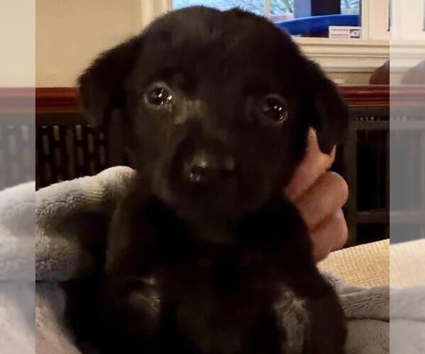 Medium Photo #3 Labrador Retriever-Unknown Mix Puppy For Sale in San Diego, CA, USA