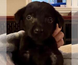 Huckleberry Finn Pup - Huck - Male Labrador Retriever-Unknown Mix Dog for Adoption - Photo #3