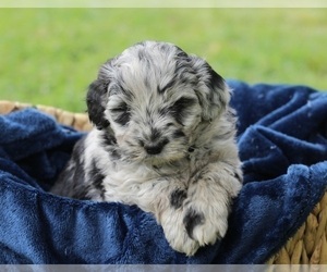 Medium Aussiedoodle Miniature 