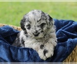 Puppy Gandalf Aussiedoodle Miniature 