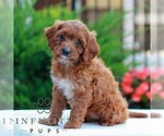 Small #3 Cavapoo (Miniature)