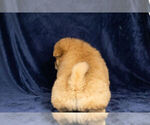 Small Photo #5 Chow Chow Puppy For Sale in NAPPANEE, IN, USA