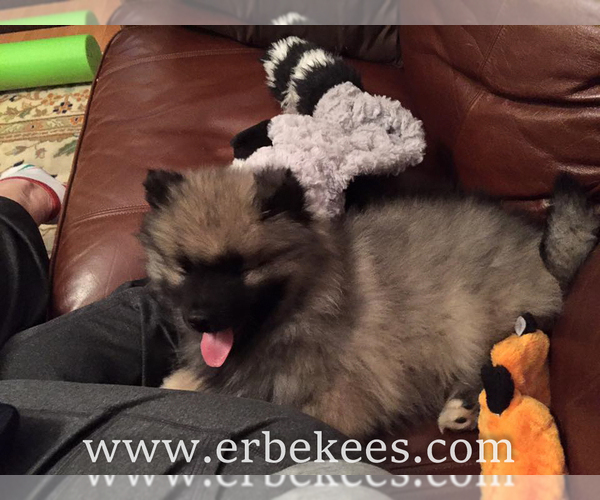 Medium Photo #32 Keeshond Puppy For Sale in FAYETTEVILLE, TN, USA