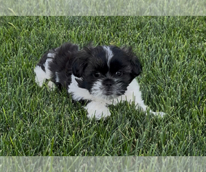 Shih Tzu Puppy for sale in PRESTON, ID, USA