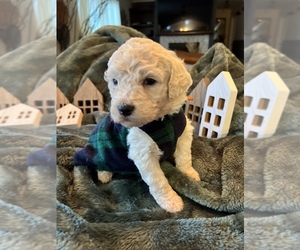 Goldendoodle Puppy for sale in FLAT ROCK, NC, USA