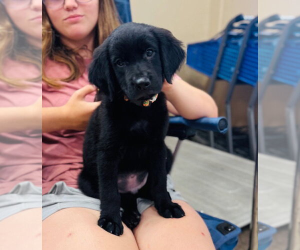 Medium Photo #1 Labrador Retriever-Unknown Mix Puppy For Sale in Claremore, OK, USA