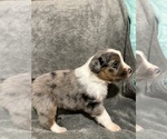 Small #2 Australian Shepherd