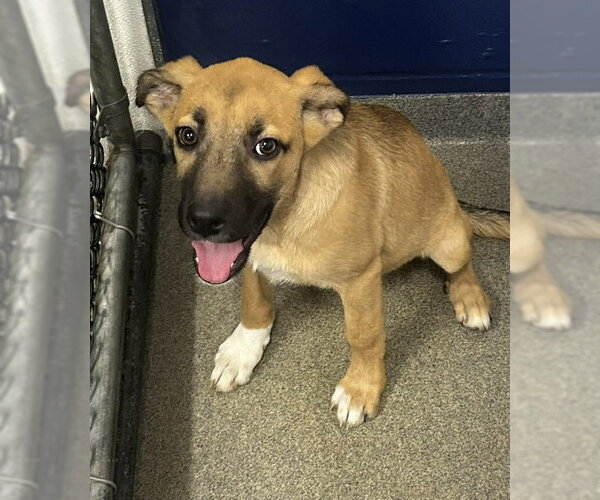 Medium Photo #1 Mountain Cur-Unknown Mix Puppy For Sale in Sterling, MA, USA