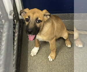 Mountain Cur-Unknown Mix Dogs for adoption in Sterling, MA, USA
