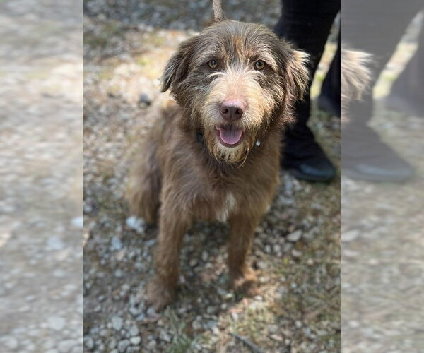 Medium Photo #2 German Wirehaired Pointer Puppy For Sale in New York, NY, USA
