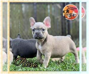 French Bulldog Puppy for sale in MIAMI LAKES, FL, USA