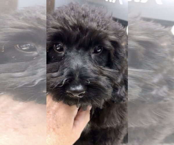 Medium Photo #3 Cock-A-Poo Puppy For Sale in Lincolnwood, IL, USA