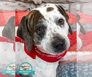 Boxer-Unknown Mix Dogs for adoption in Kennesaw, GA, USA