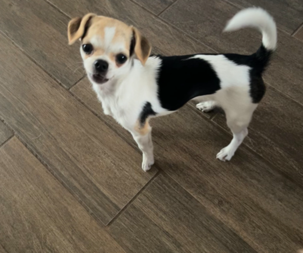 Medium Photo #1 Chihuahua Puppy For Sale in HUBERT, NC, USA