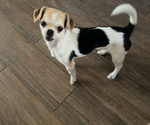 Small Photo #1 Chihuahua Puppy For Sale in HUBERT, NC, USA