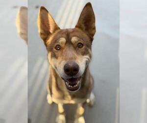 Siberian Husky Dogs for adoption in Santa Barbara, CA, USA