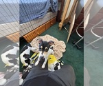 Small #4 Fox Terrier (Smooth)-Rat Terrier Mix