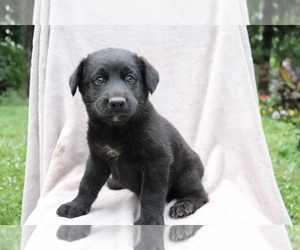 Labrador Retriever-Siberian Husky Mix Puppy for sale in SHILOH, OH, USA