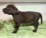 Puppy Ms Green Labrador Retriever