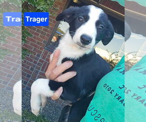 Beagle-Border Collie Mix Dogs for adoption in Alexander, AR, USA