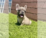 Small Photo #53 French Bulldog Puppy For Sale in DETROIT, MI, USA
