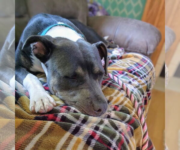 Medium Photo #29 American Pit Bull Terrier Puppy For Sale in Fargo, ND, USA