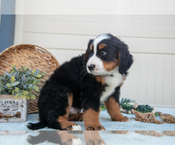 Medium Photo #26 Bernese Mountain Dog Puppy For Sale in BIRD IN HAND, PA, USA
