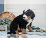 Small Photo #26 Bernese Mountain Dog Puppy For Sale in BIRD IN HAND, PA, USA