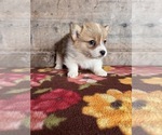 Small #13 Pembroke Welsh Corgi