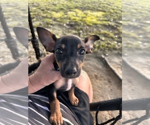 Chiweenie Puppy for sale in BUSH, LA, USA