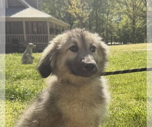 German Shepherd Dog-Great Pyrenees Mix Dogs for adoption in Yardley, PA, USA