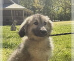Small German Shepherd Dog-Great Pyrenees Mix