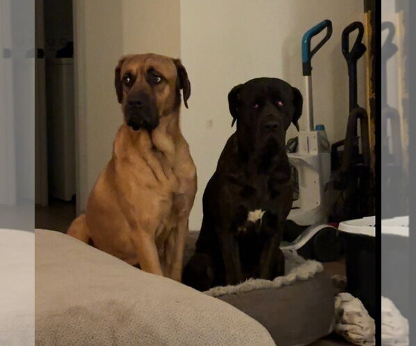 Medium Photo #3 Mastiff Puppy For Sale in Goodyear, AZ, USA